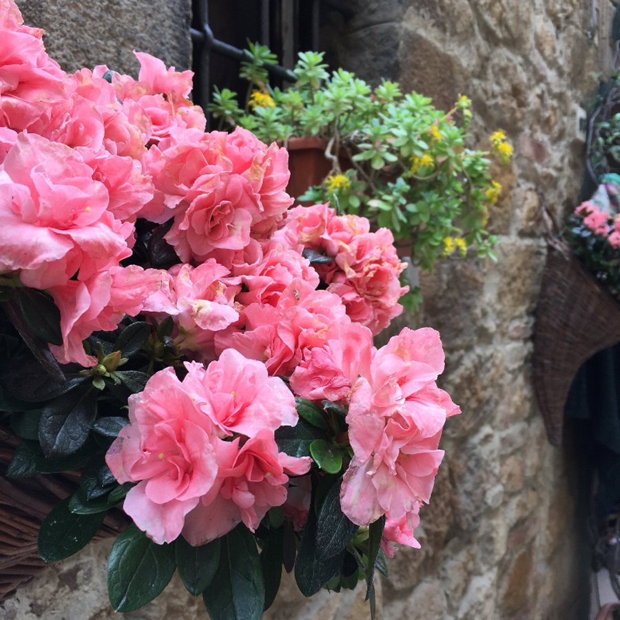 Pienza, Tuscany floerrs on the street/ Stasha travel Blog by Anastasija Milojevic