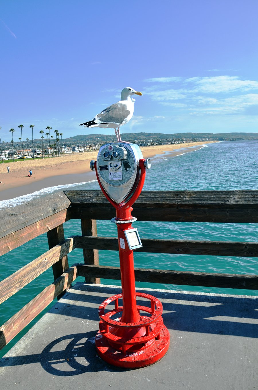 seagull at Newport Beach, California