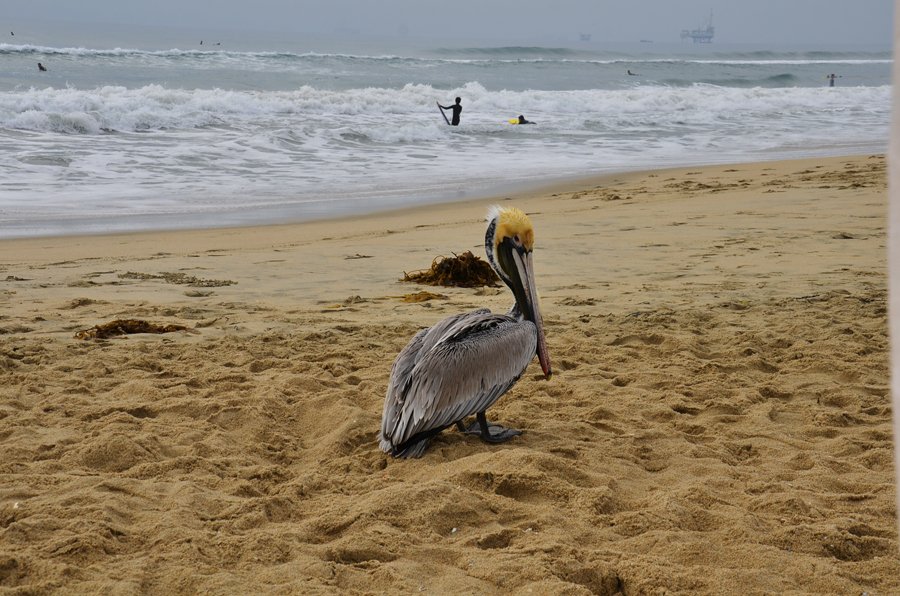 Huntington Beach, California, Anastasija Milojevic, Stasha Fashion and travel blog, photo: The ocean and the pelican